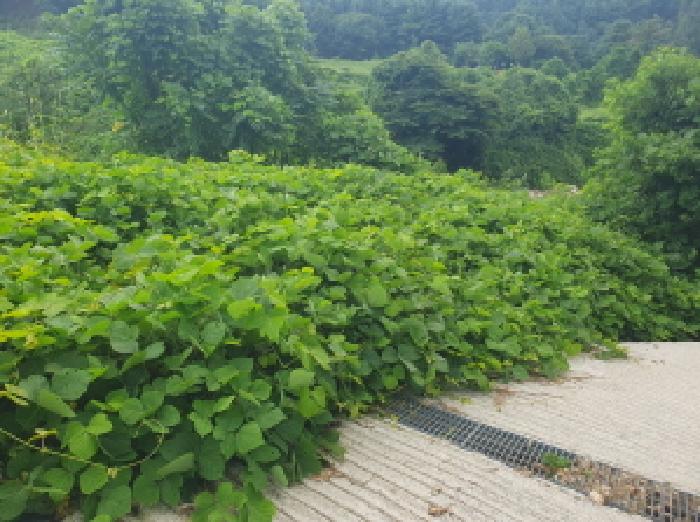 경기도 가평군 조종면 마일리 46 외 14필지 대지 경매 사진 29