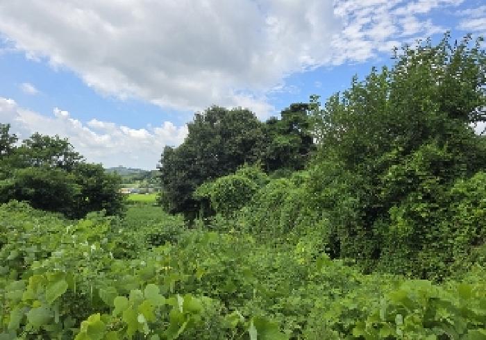 충청북도 음성군 원남면 보룡리 42-5 외 6필지 동물및식물관련시설 경매 사진 16