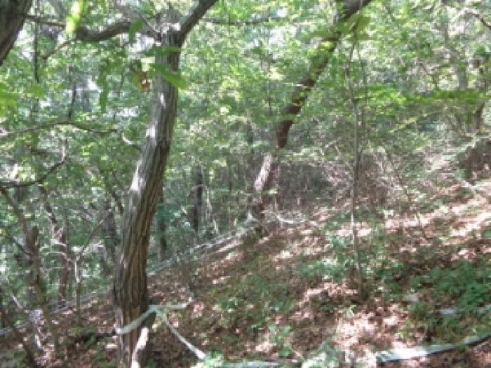 충청남도 태안군 태안읍 장산리 293-7 외 2필지 임야 경매 사진 9