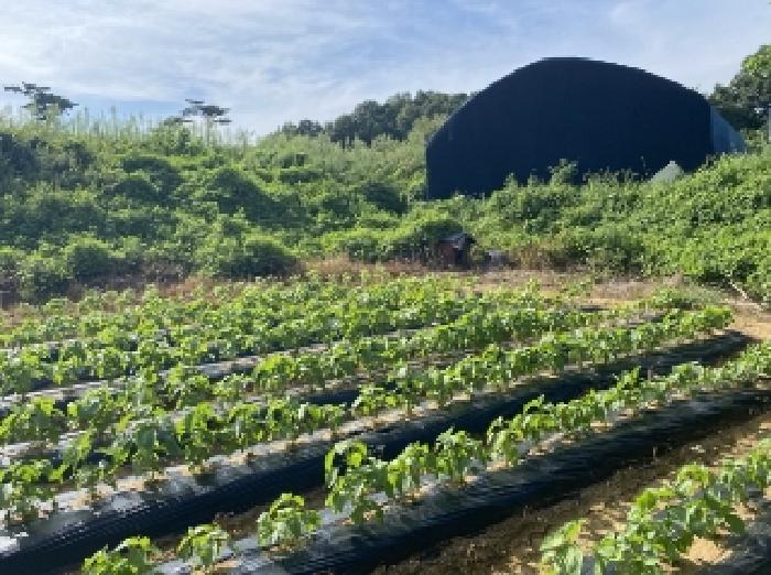 충청남도 당진시 송악읍 반촌리 177 외 7필지 전 경매 사진 21