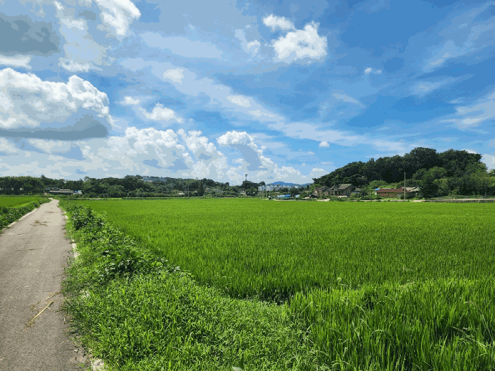충청남도 당진시 송악읍 반촌리 177 외 7필지 전 경매 사진 44