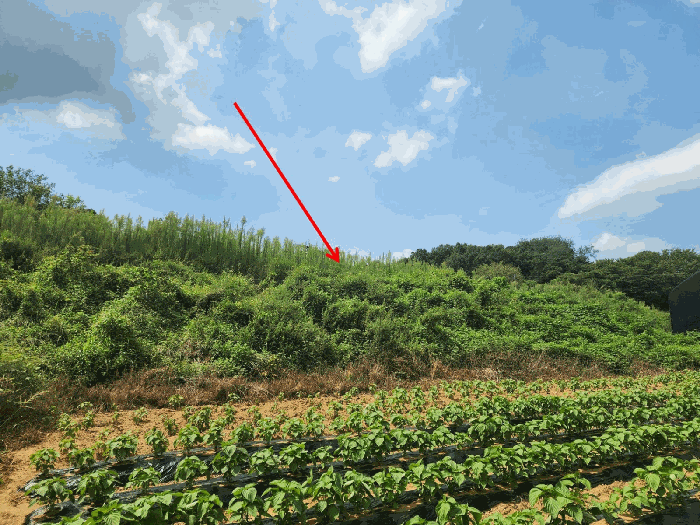 충청남도 당진시 송악읍 반촌리 177 외 7필지 전 경매 사진 54