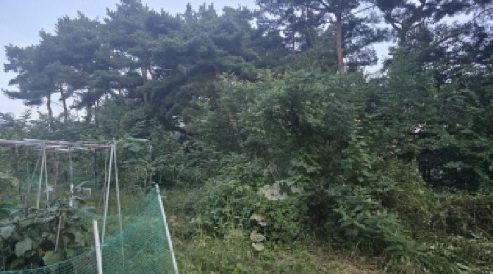 경상북도 칠곡군 동명면 득명리 286-28 외 2필지 임야 경매 사진 3