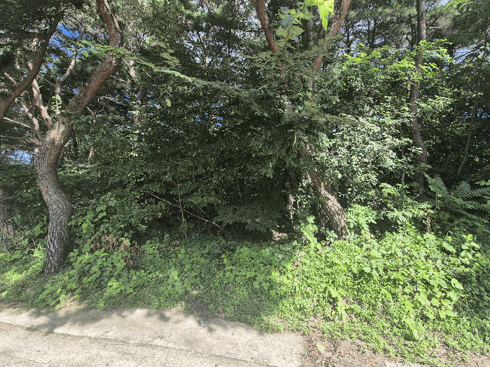 경상북도 칠곡군 동명면 득명리 286-28 외 2필지 임야 경매 사진 6