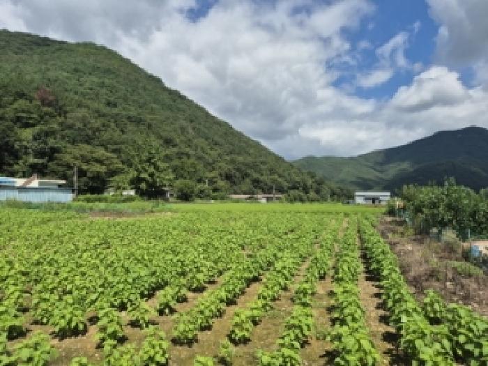 경상북도 경주시 산내면 신원리 747 외 5필지 답 경매 사진 2