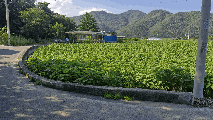 경상북도 경주시 산내면 신원리 747 외 5필지 답 경매 사진 9