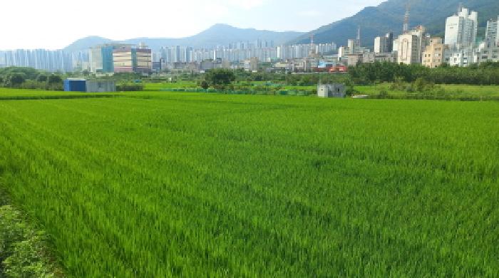 경상남도 거제시 상동동 385 답 경매 사진 2