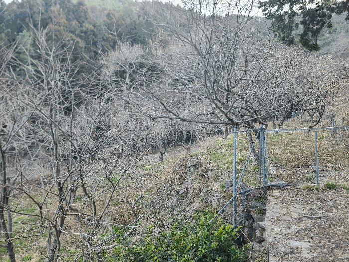 경상남도 통영시 도산면 오륜리 260-1 외 1필지 답 경매 사진 11