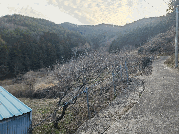 경상남도 통영시 도산면 오륜리 260-1 외 1필지 답 경매 사진 13