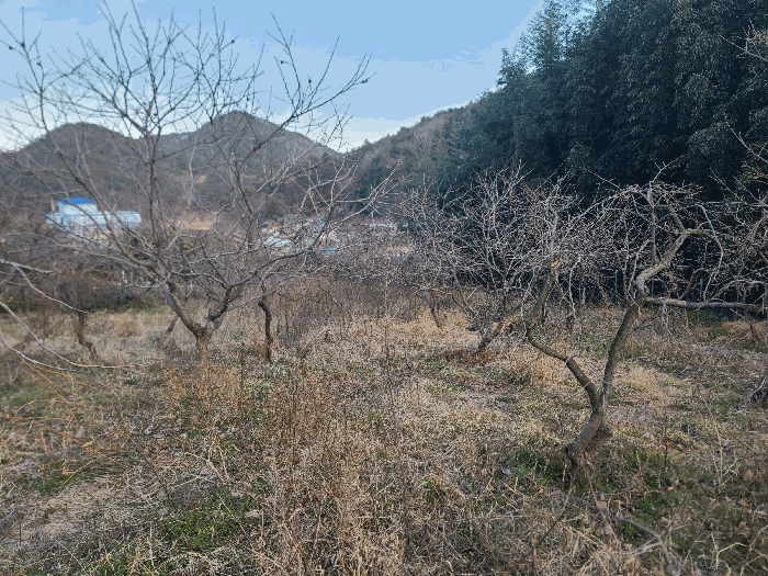 경상남도 통영시 도산면 오륜리 260-1 외 1필지 답 경매 사진 8