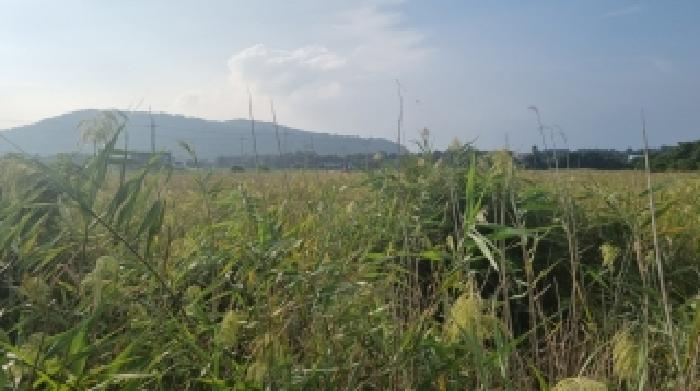 제주특별자치도 서귀포시 성산읍 시흥리 980-9 외 4필지 임야 경매 사진 1