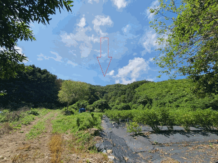 강원특별자치도 홍천군 서면 팔봉리 산243 임야 경매 사진 7