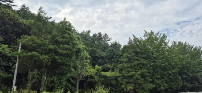 경상남도 고성군 마암면 삼락리 산258 임야 경매 사진 15