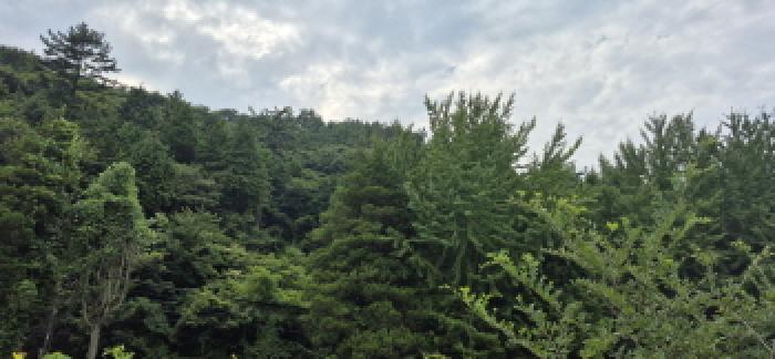 경상남도 고성군 마암면 삼락리 산258 임야 경매 사진 23