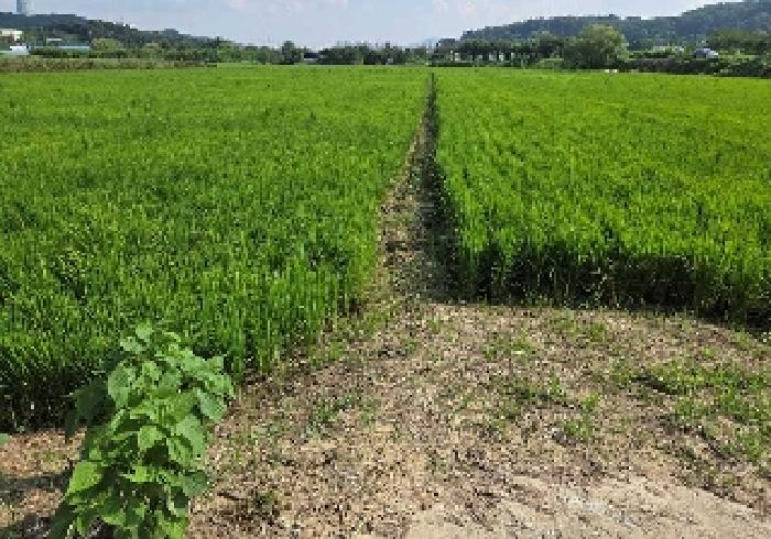 충청남도 아산시 탕정면 동산리 275-2 답 경매 사진 2
