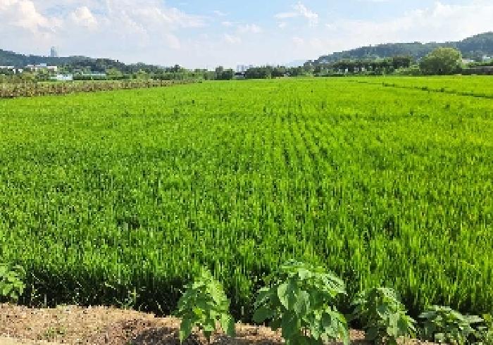 충청남도 아산시 탕정면 동산리 275-2 답 경매 사진 3