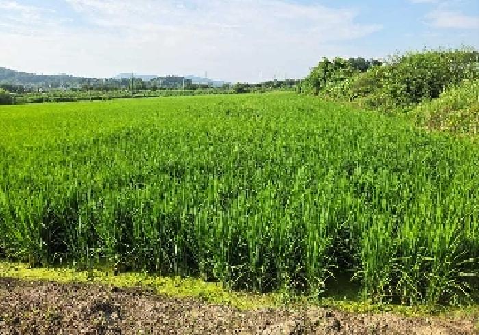 충청남도 아산시 탕정면 동산리 275-2 답 경매 사진 8