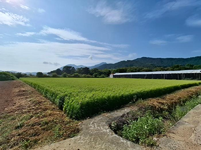 경상남도 남해군 이동면 신전리 799-4 답 경매 사진 10