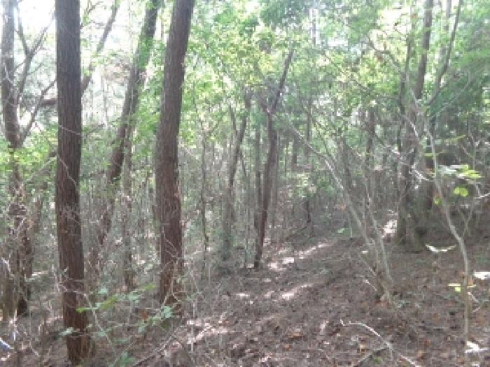 충청남도 태안군 남면 신온리 산200 임야 경매 사진 4