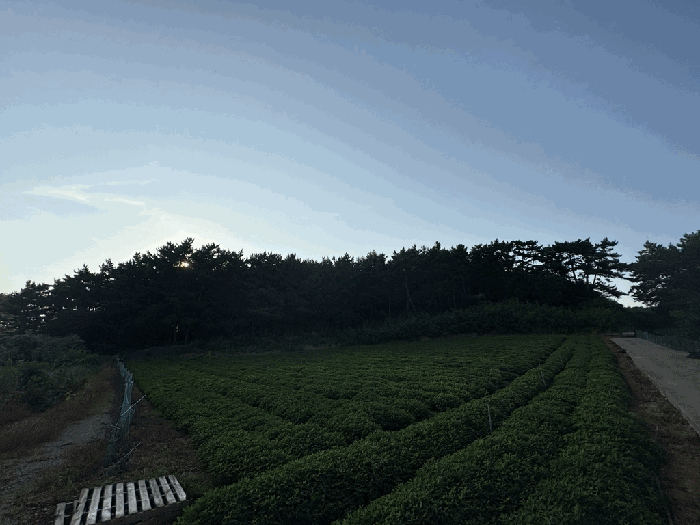 충청남도 태안군 남면 신온리 산200 임야 경매 사진 9