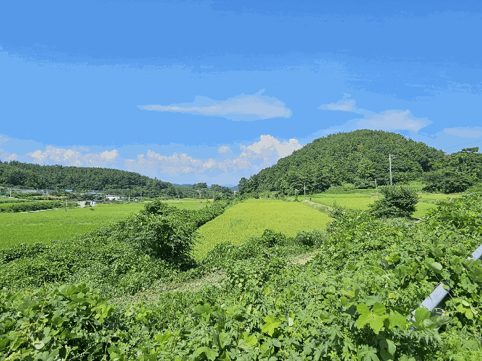 전라남도 고흥군 과역면 도천리 1339-1 답 경매 사진 4