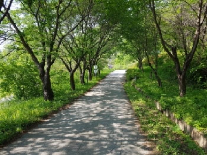 강원특별자치도 홍천군 화촌면 군업리 189-3 외 1필지 전 경매 사진 1