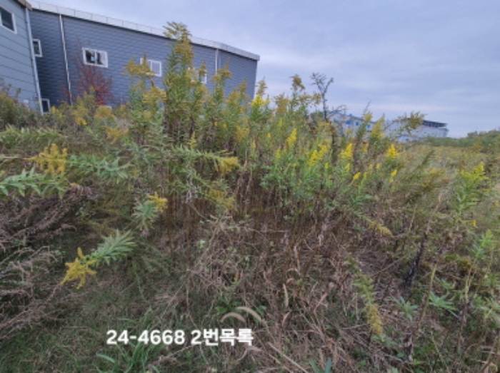 부산광역시 강서구 대저1동 3191-3 외 1필지 답 경매 사진 1