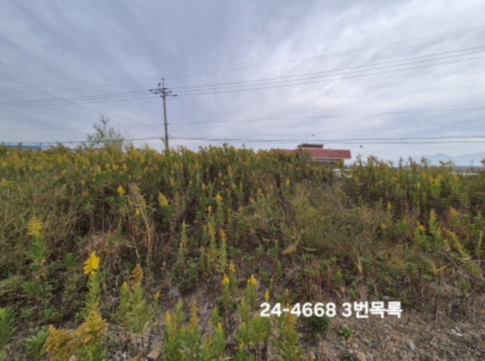 부산광역시 강서구 대저1동 3191-3 외 1필지 답 경매 사진 3