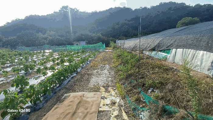 대구광역시 북구 도남동 196-2 외 2필지 답 경매 사진 17