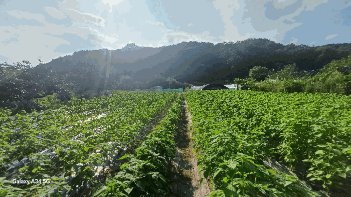 대구광역시 북구 도남동 196-2 외 2필지 답 경매 사진 22