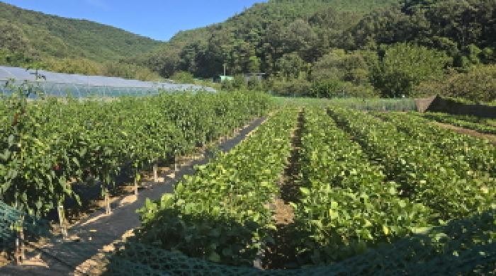 대구광역시 북구 도남동 196-2 외 2필지 답 경매 사진 5