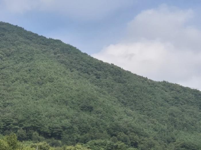 전라남도 곡성군 목사동면 용봉리 56-1 외 1필지 답 경매 사진 2