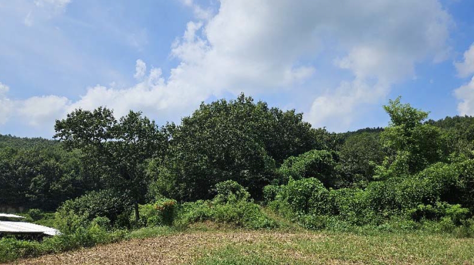 충청북도 충주시 주덕읍 삼청리 산92 임야 경매 사진 23