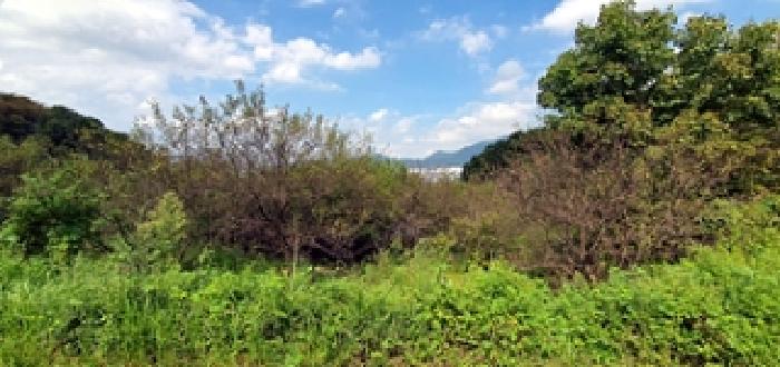 경상남도 창원시 진해구 자은동 470 과수원 경매 사진 12