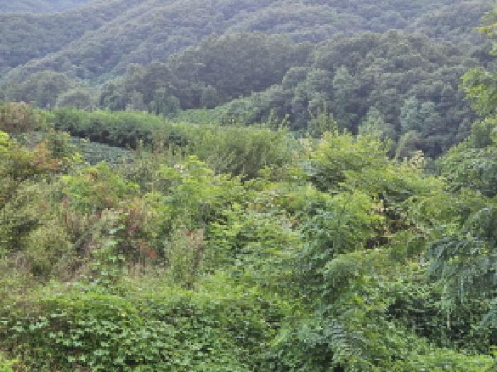 충청북도 충주시 앙성면 목미리 201 답 경매 사진 15