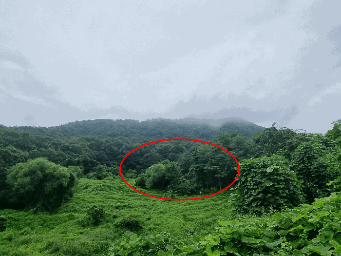 충청북도 충주시 앙성면 목미리 201 답 경매 사진 19