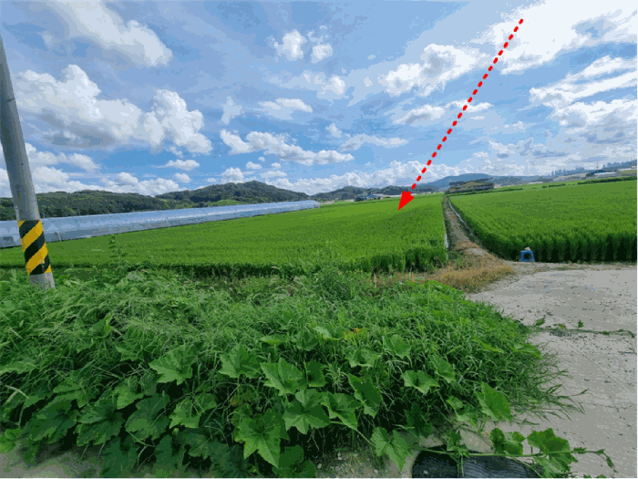 충청남도 연기군 동면 문주리 970-5 답 경매 사진 18