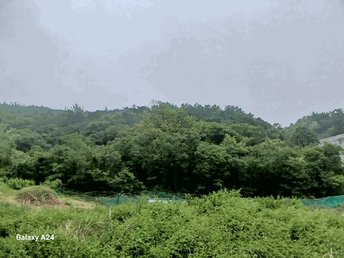 전라남도 광양시 광양읍 초남리 산117-1 임야 경매 사진 32