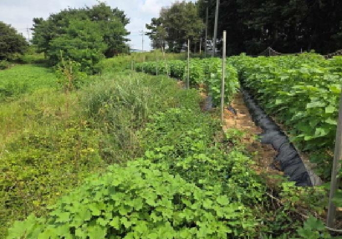 충청남도 아산시 선장면 궁평리 145-9 전 경매 사진 30
