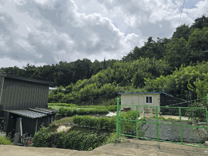 경상북도 고령군 개진면 부리 284 전 경매 사진 11