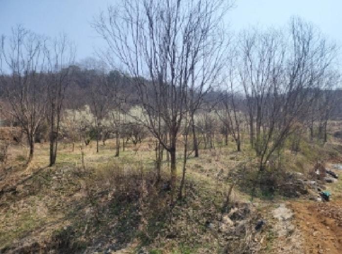 충청북도 보은군 마로면 임곡리 305 전 경매 사진 1