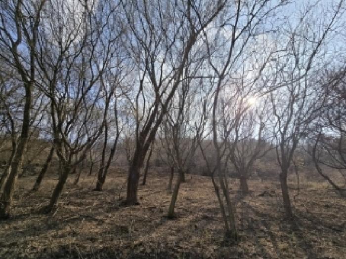 충청북도 보은군 마로면 임곡리 369 전 경매 사진 1