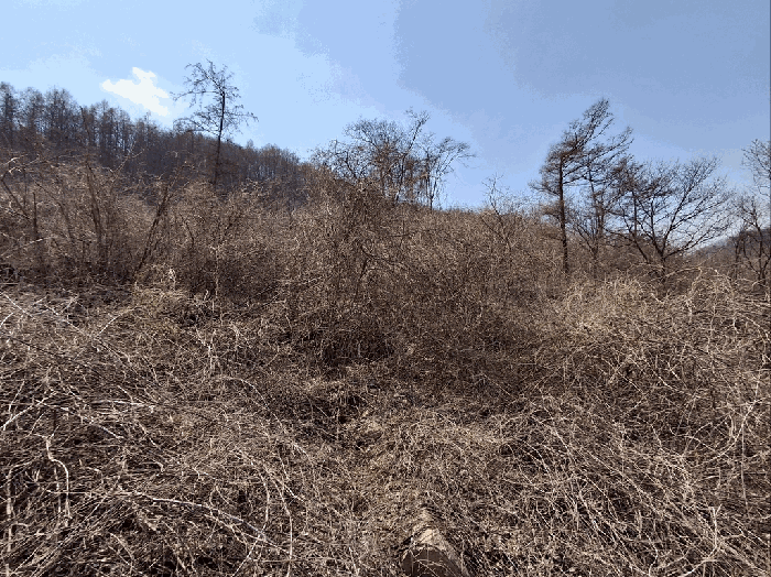 충청북도 보은군 마로면 임곡리 369 전 경매 사진 2