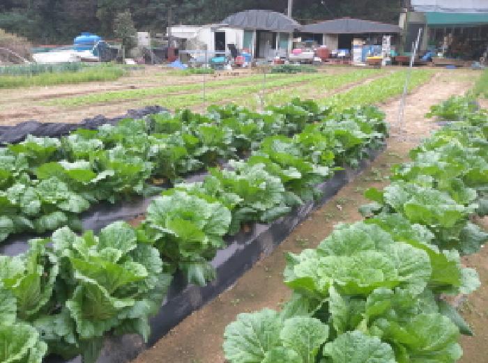 경기도 안성시 고삼면 봉산리 338-2 전 경매 사진 30