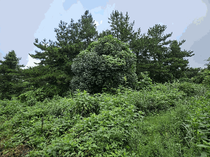 제주특별자치도 서귀포시 안덕면 동광리 73 전 경매 사진 64