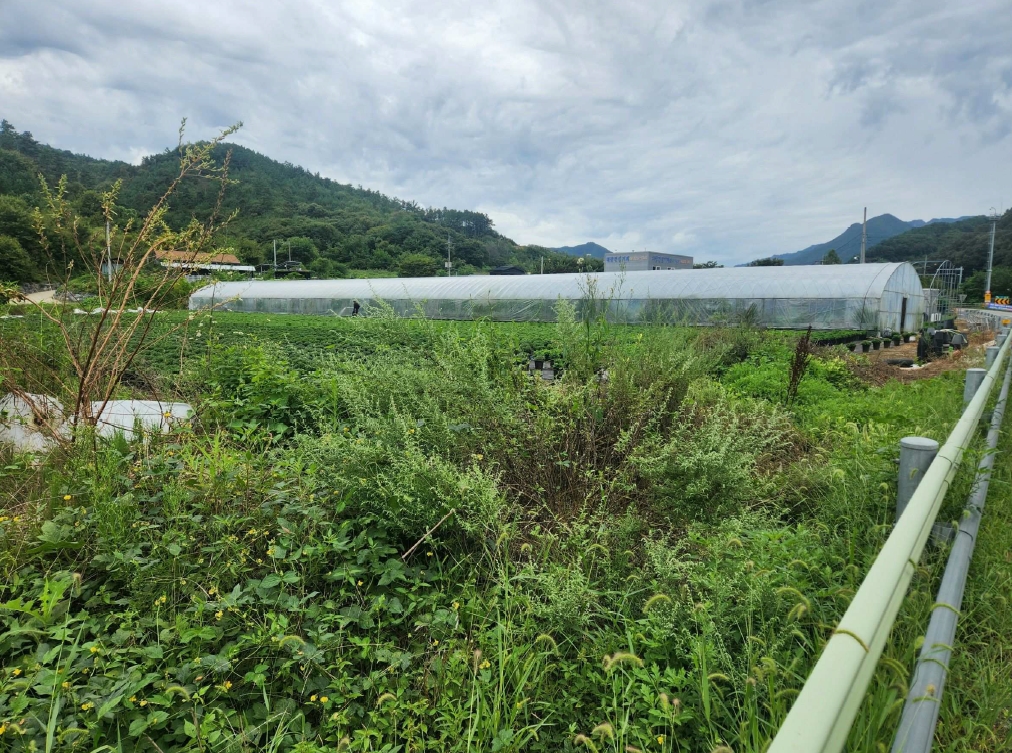 충청남도 금산군 진산면 교촌리 173 답 경매 사진 21