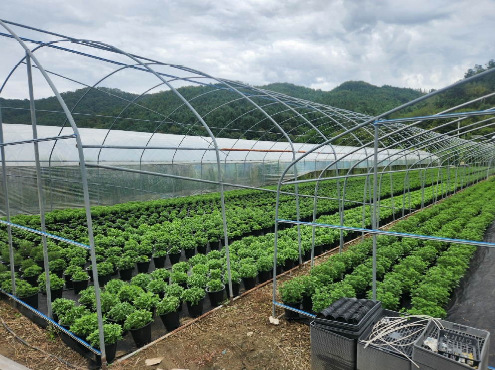 충청남도 금산군 진산면 교촌리 173 답 경매 사진 24