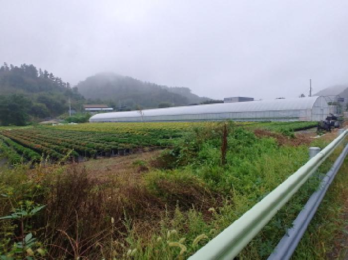 충청남도 금산군 진산면 교촌리 173 답 경매 사진 29