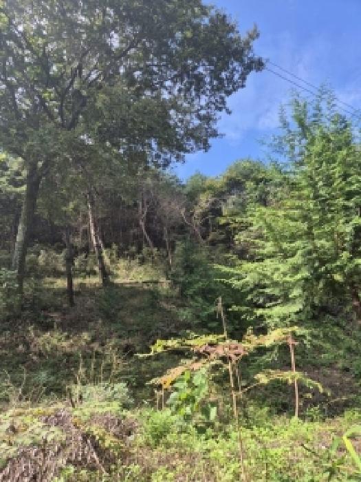전라남도 장성군 삼계면 생촌리 산33 임야 경매 사진 8