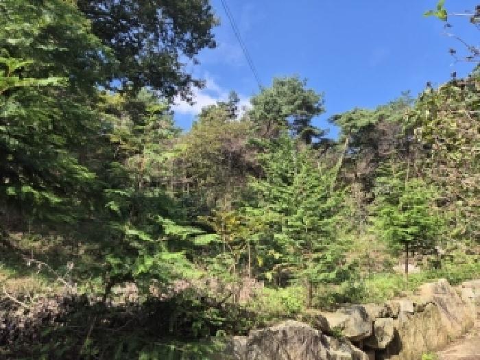 전라남도 장성군 삼계면 생촌리 산33 임야 경매 사진 9